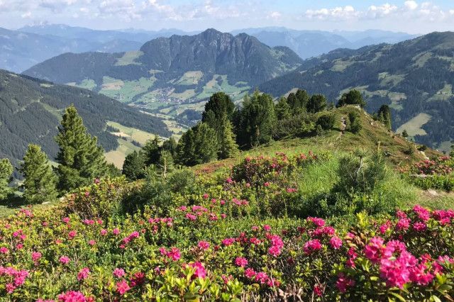 Almrosenblüte Alpbachtal