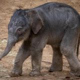 Shutdown Babyelefant