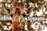 Giraffe Österreich nicht sagen