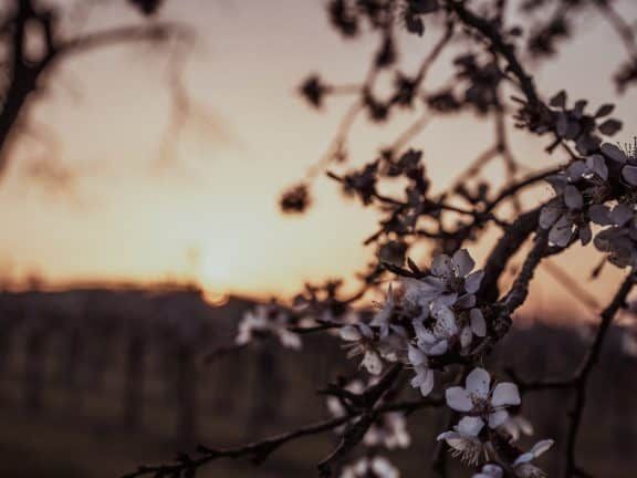 Marillenblüte in der Wachau 