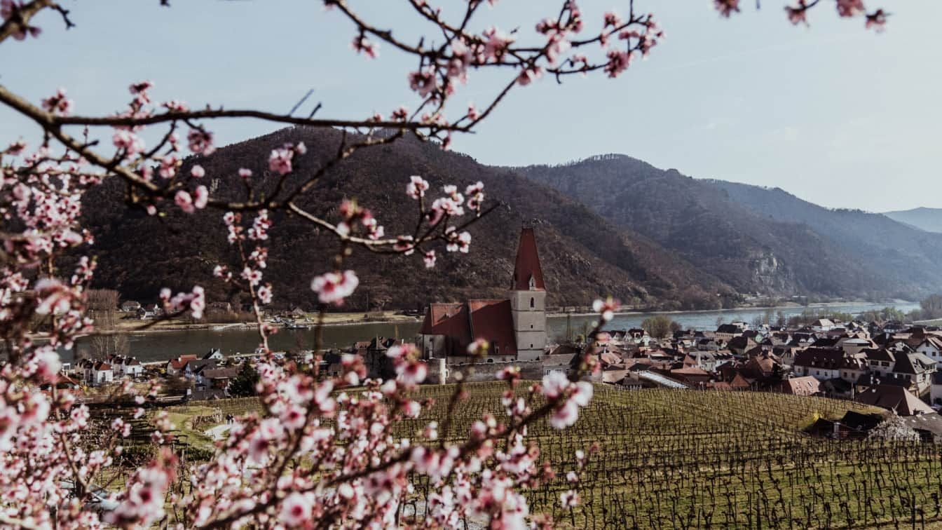 Marillenblüte in Weißenkirchen in der Wachau (c) Katharina Tesch | 1000things
