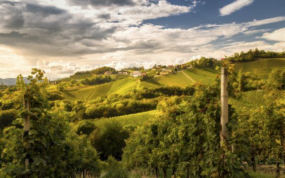 Südsteiermark Hügel Wein