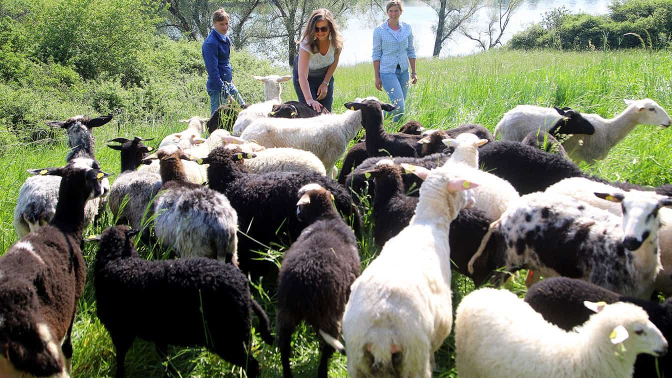 Schafe auf der Donauinsel