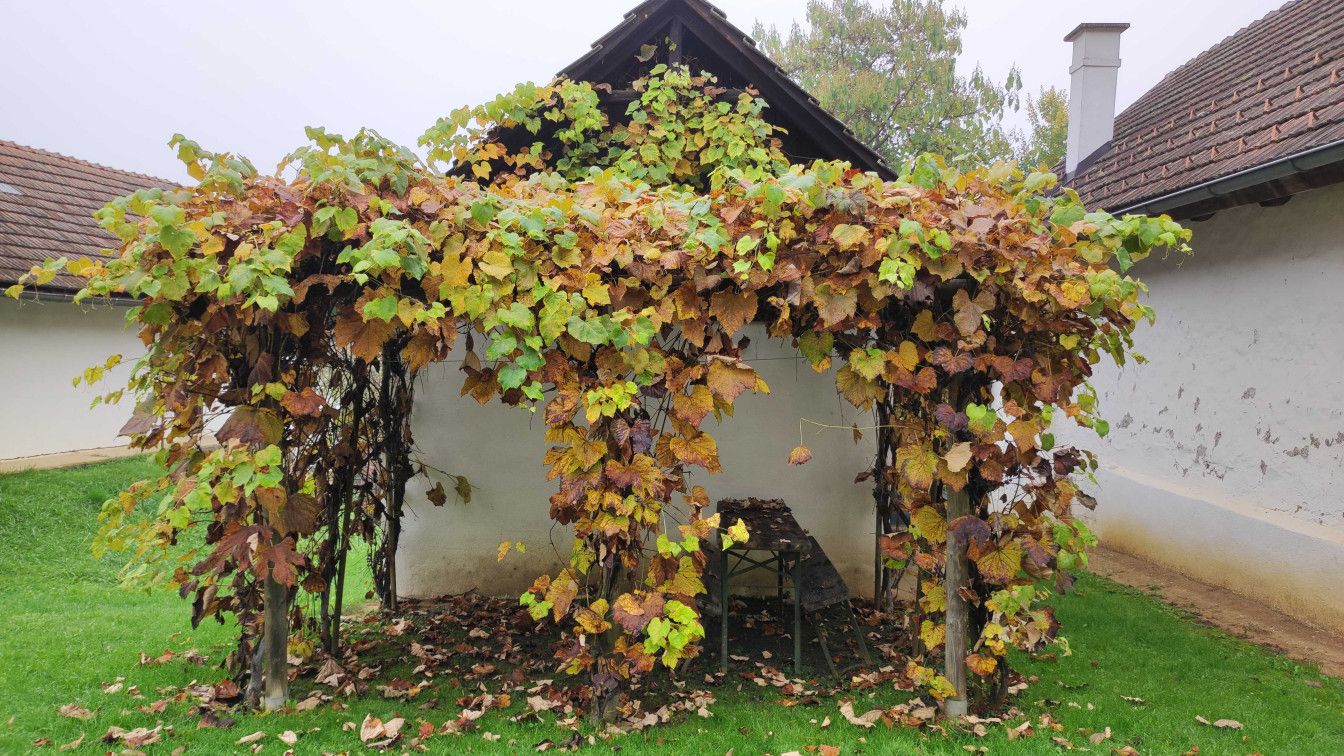 Herbst Burgenland