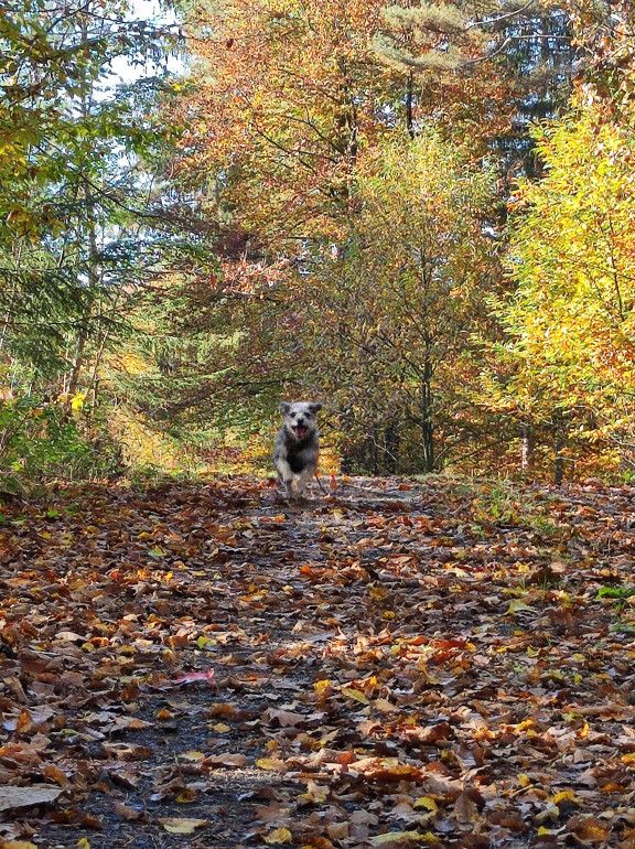 Herbst Wald Burgenland