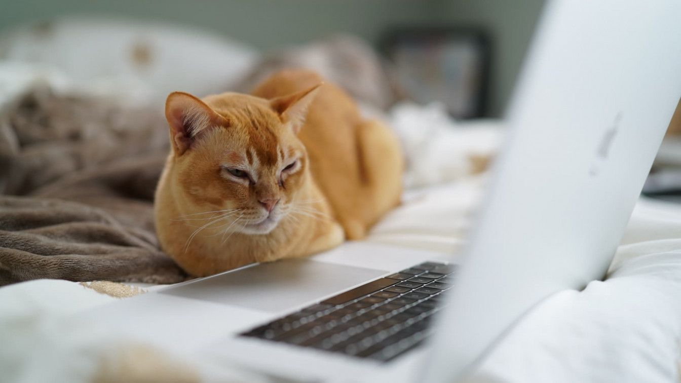 Katze vor Computer